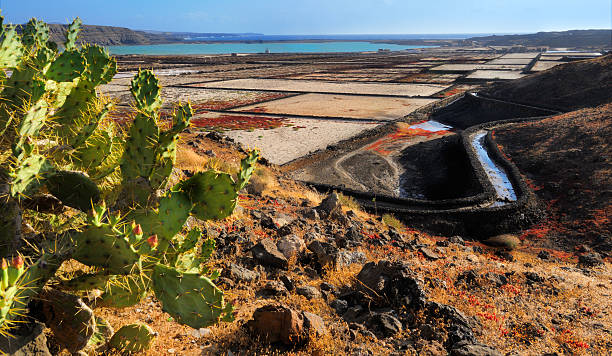 las salinas de janubio, western lanzarote, isole canarie, spagna - cactus stone scenics western europe foto e immagini stock