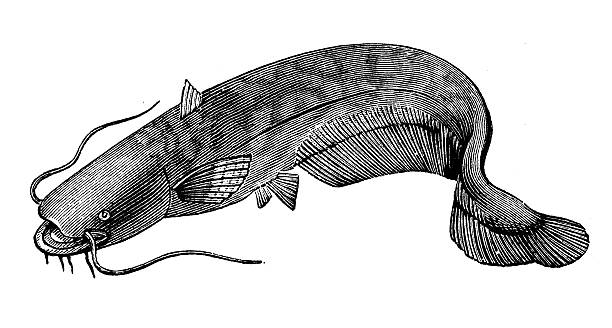 Antique illustration of wels catfish (Silurus glanis) or sheatfish Antique illustration of wels catfish (Silurus glanis) or sheatfish sheatfish stock illustrations