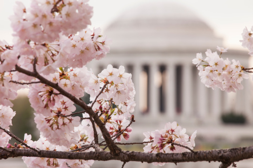 Bunches of cherry blossom flowers are in peak bloom during the annual showing in Washington DC. The Jefferson Memorial is in the background.