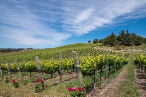 Scenic California Wine Vineyard on a rolling hill with a splash of red roses to growing in the foreground.