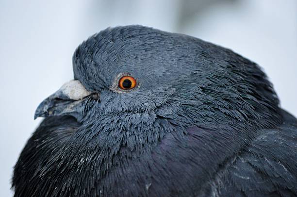 istock Up close to a pigeon 510182731