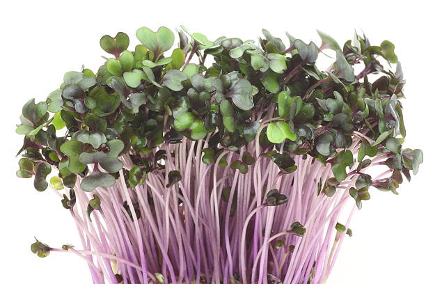 istock Sprout of purple cabbage 510182743
