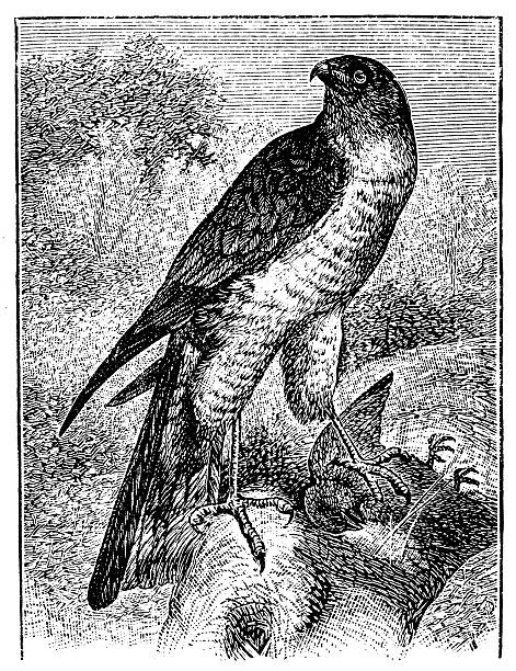 ilustrações, clipart, desenhos animados e ícones de antigo ilustração de gavião-da-europa (accipiter nisus) - retro revival old fashioned animal sparrowhawk