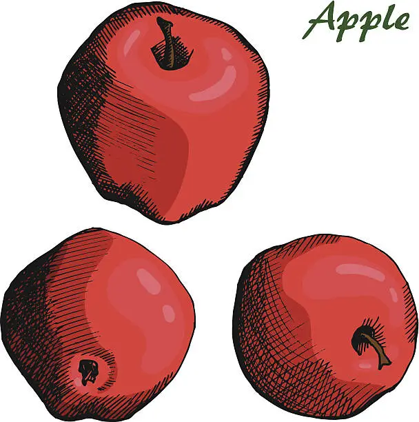 Vector illustration of an apple color