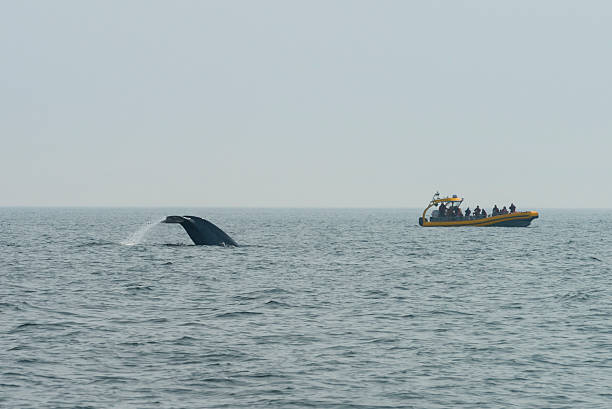 istock Blue Whale and Tourists boat 510183481