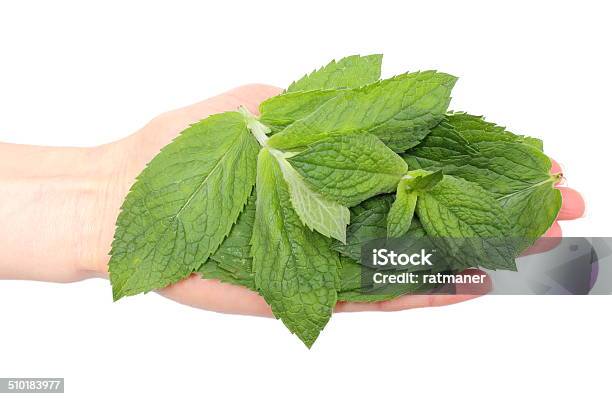 Branch Of Fresh Green Mint In Hand Stock Photo - Download Image Now - Branch - Plant Part, Close-up, Green Color