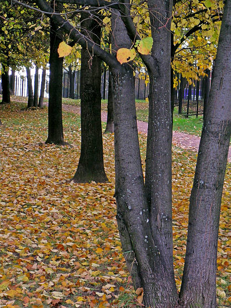 istock Autumn in the park 510184509