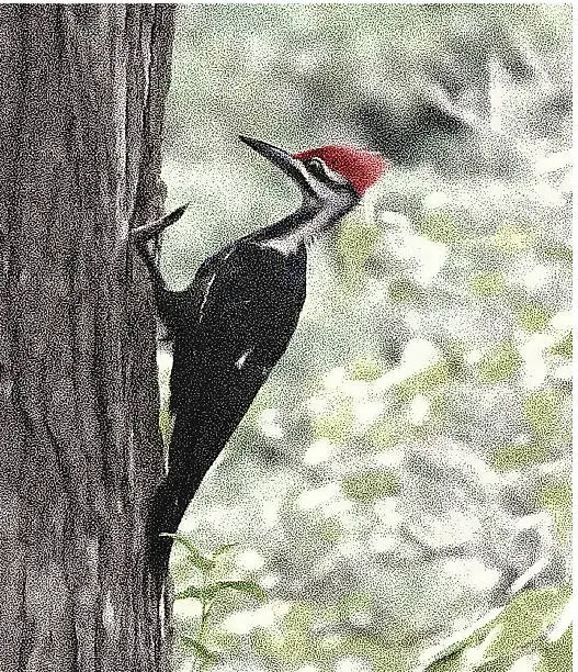 Vector illustration of Pileated Woodpecker
