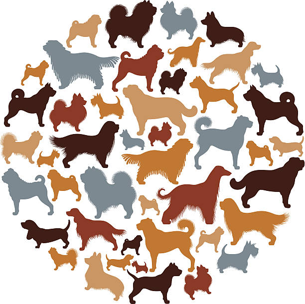 Dogs Collage High Resolution JPG,CS6 AI and Illustrator EPS 10 included. Each element is named,grouped and layered separately. Very easy to edit.  kangal dog stock illustrations