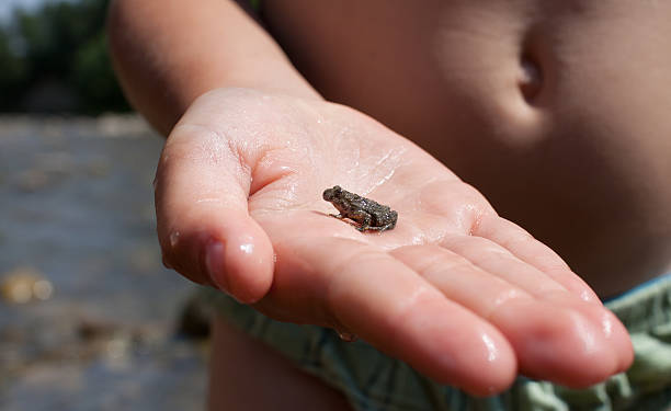 istock Baby frog in child's hand 510185119