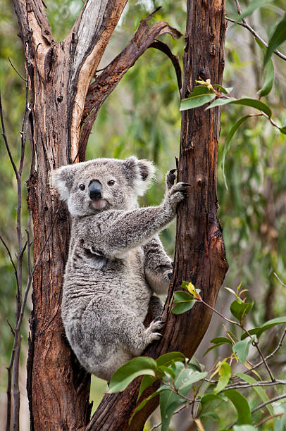 Koala Sitting in Eucalyptus Tree, Australia Koala sitting in the fork of a gum tree, Eucalyptus Tree, Australia. koala tree stock pictures, royalty-free photos & images