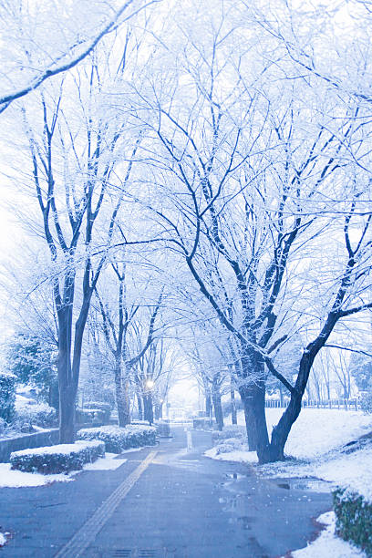 istock Snow, snow scene, covered with snow in Japan 510198757