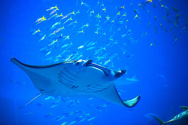 Manta w Okinawa Churaumi Aquarium – zdjęcie