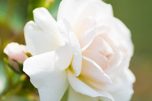 istock Close up of historical white Rose, Prosperity 510199539