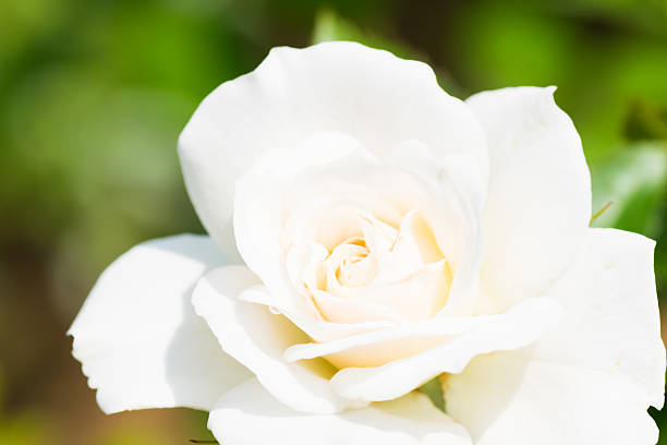 istock Close up of historical white Rose, Fabulous 510199543