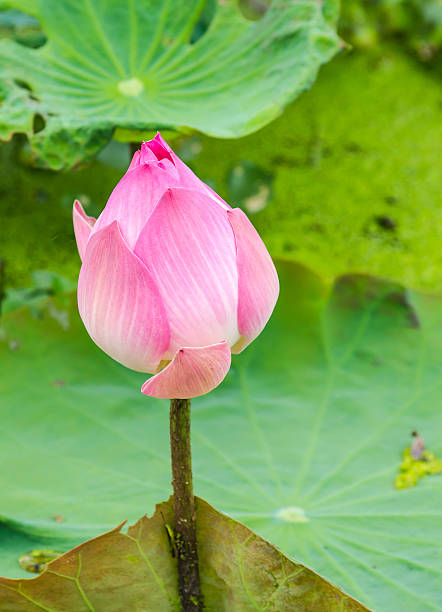 istock Lotus Flower 510200391