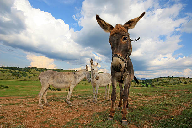 istock France - Lanuejols 510200715