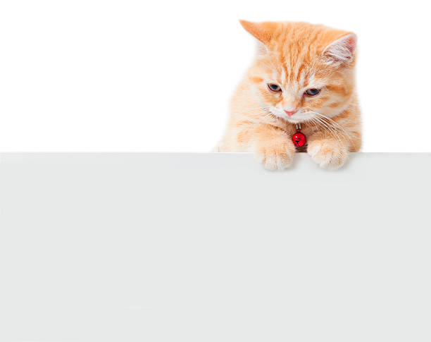 istock little Ginger british shorthair cats with white board 510200747
