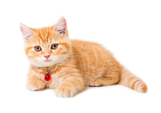 Little Ginger British Shorthair Cats Over White Background Stock Photo -  Download Image Now - Istock