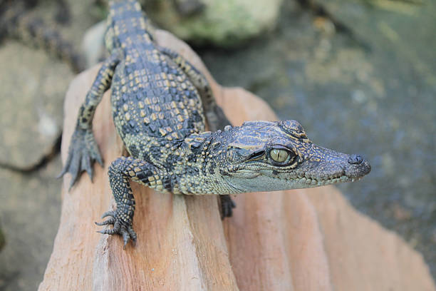 istock Baby Saltwater Crocodile 510201715