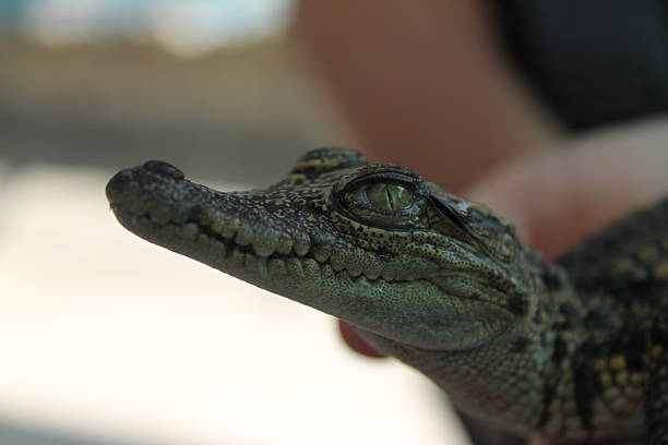 istock Baby Saltwater Crocodile 510201719