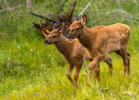 Twin elk calves walking through meadow of green grass