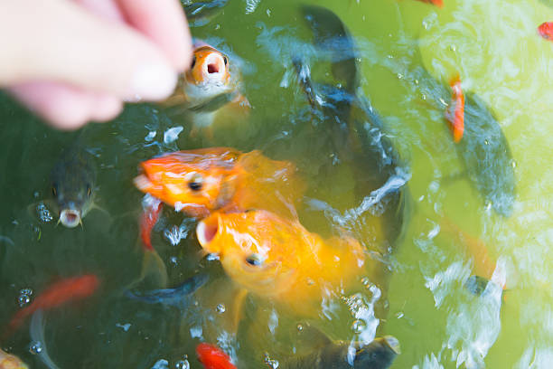 istock Hungry animal 510202175