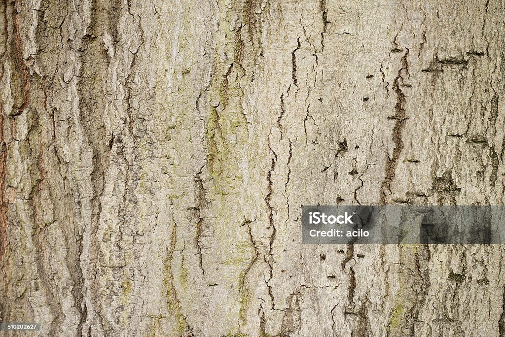 Bark of a tree Part of a tree trunk. Brown Stock Photo