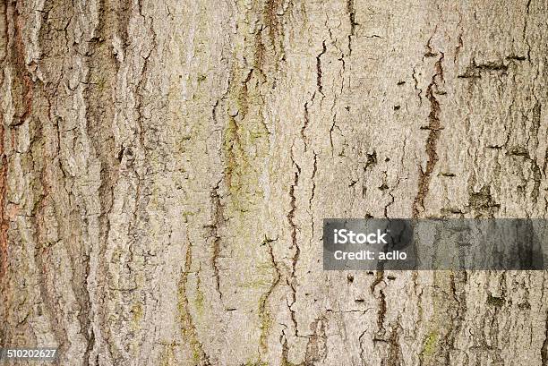 Bark Of A Tree Stock Photo - Download Image Now - Brown, Bumpy, Close-up