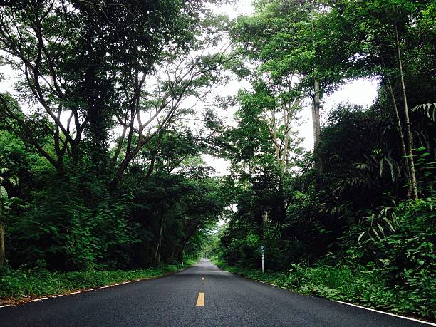 istock Road in the natural 510204373