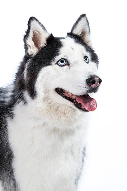 istock Alaskan Malamute or Husky Dog Isolated on White 510204671