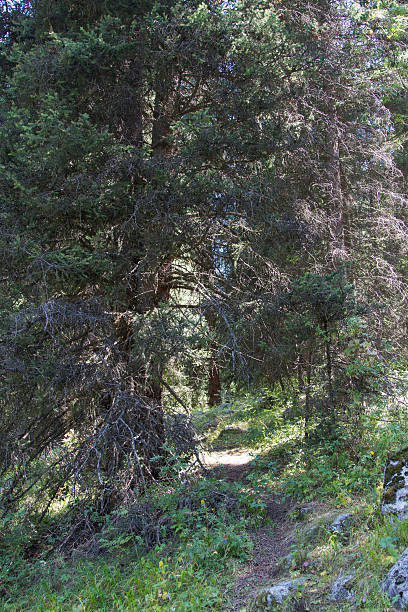istock fir forest in the mountains 510205493