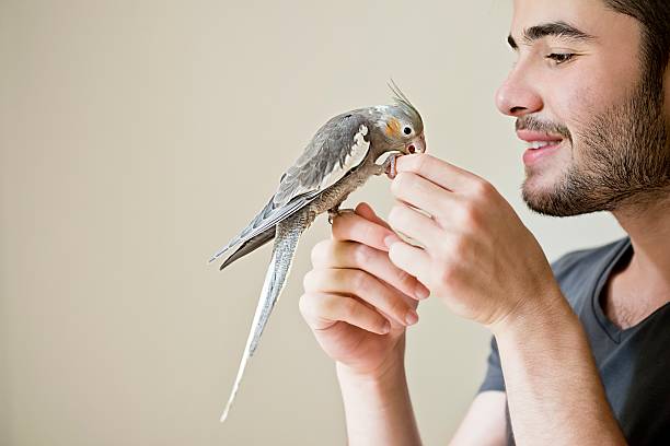 attraente uomo che suona con i suoi pappagallo interno - happy bird foto e immagini stock