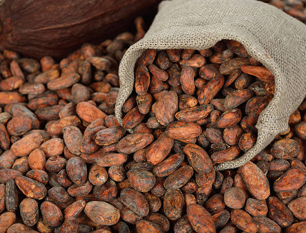 istock Cocoa beans in a bag 510205569