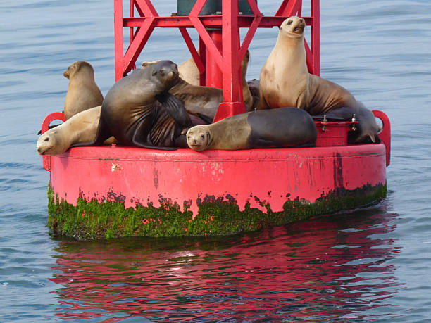 istock Sea Lions on Buoy 510205941