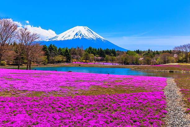 istock Red moss phlox flowers and Mount Fuji 510206021