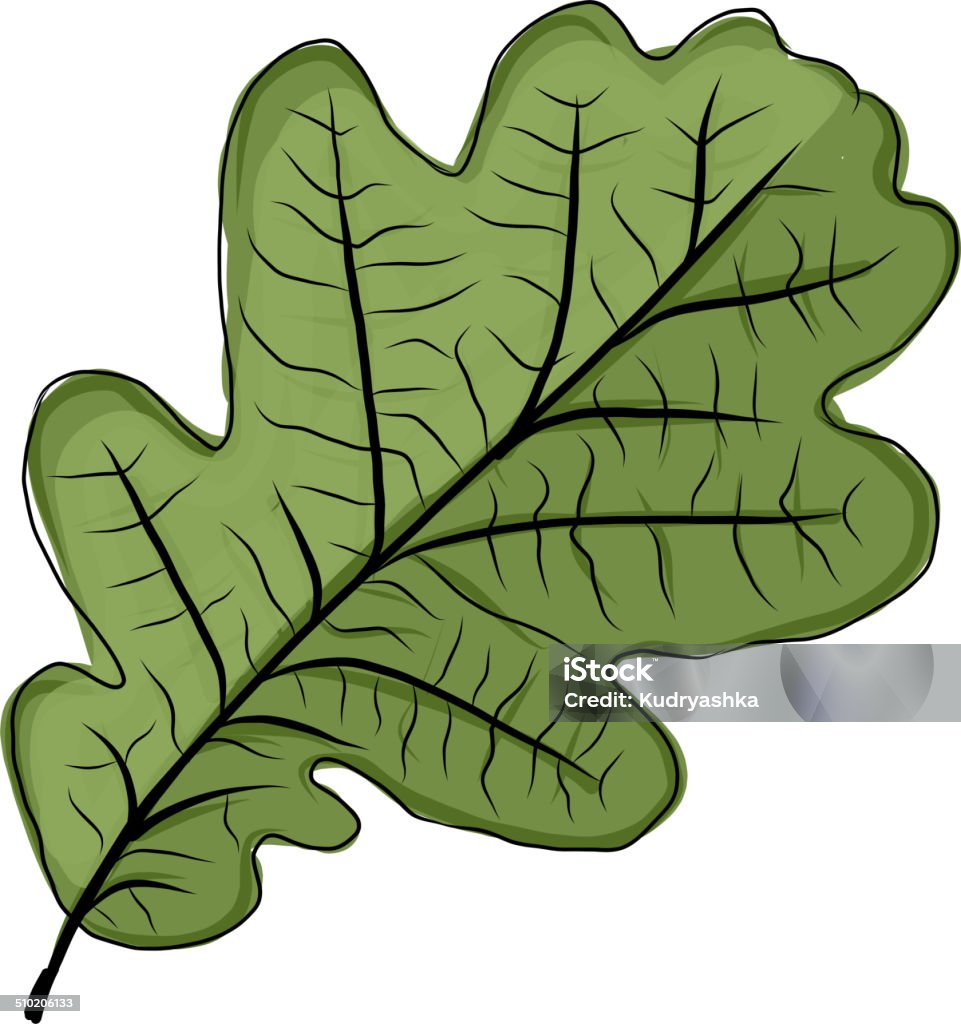 Oak leaf green, sketch for your design Oak leaf green, sketch for your design. Vector illustration Abstract stock vector