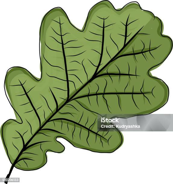 Oak Leaf Green Sketch For Your Design Stock Illustration - Download Image Now - Abstract, Autumn, Backgrounds