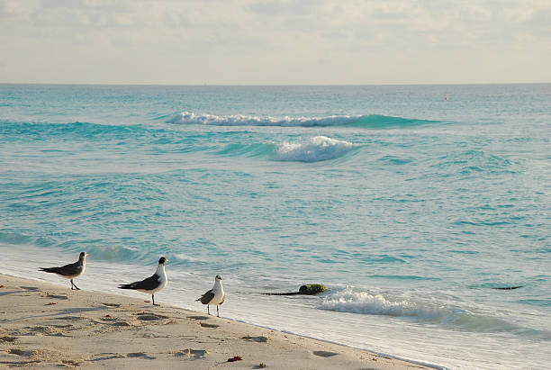 istock Beautiful seaside scenery in summer 510210612