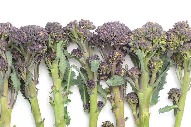 istock Row of purple sprouting broccoli stems from above 510211046