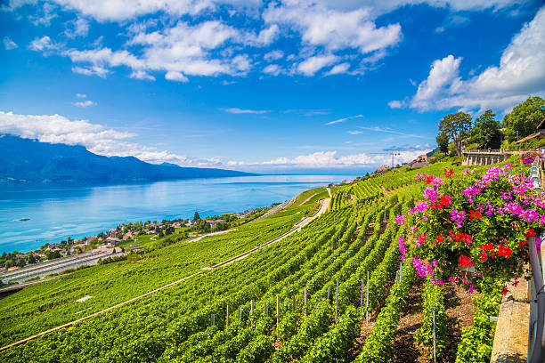 Lavaux wine region at Lake Geneva, Switzerland Beautiful scenery with vineyard terraces in famous Lavaux wine region, UNESCO World Heritage Site since 2007, overlooking the northern shores of Lake Geneva, Canton of Vaud, Switzerland. geneva switzerland photos stock pictures, royalty-free photos & images