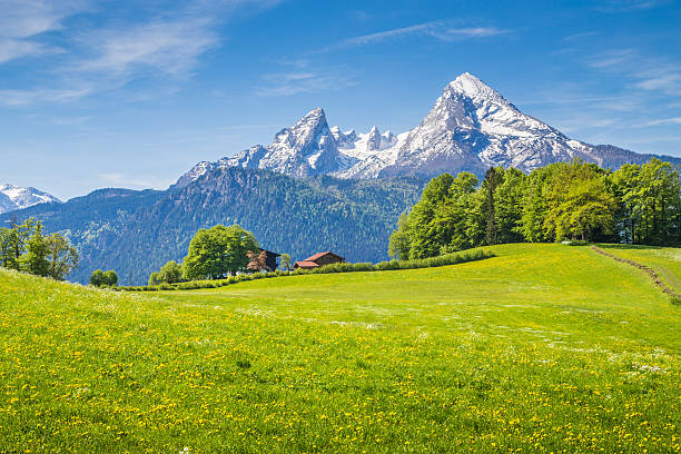idyllische landschaft der alpen mit grünen wiesen und blumen - bayerische alpen stock-fotos und bilder