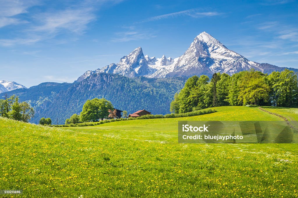 Idyllic landscape in the Alps with green meadows and flowers Idyllic landscape in the Alps with fresh green meadows and blooming flowers and snow-capped mountain tops in the background. Switzerland Stock Photo