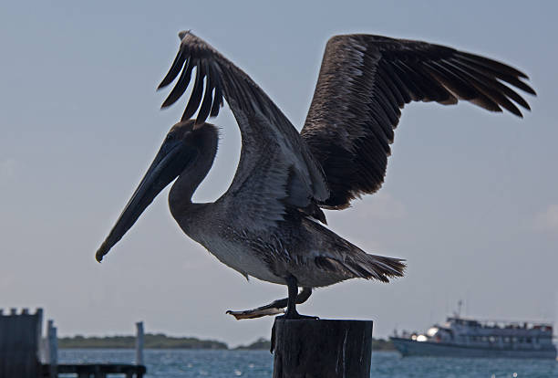 istock Pelican taking off from dock in Isla Mujeres Cancun Mexico 510212216