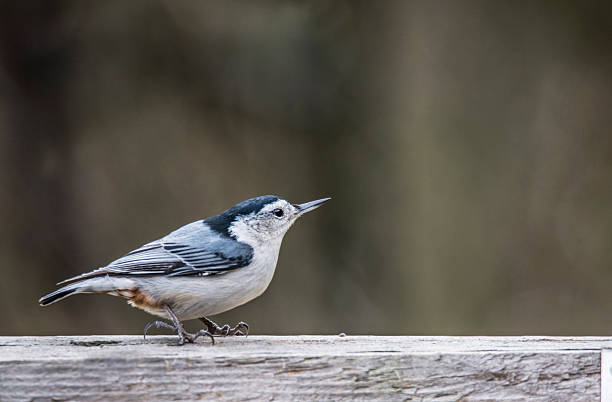 istock Little Nuthatch Bird resting on a wooden log. 510212224