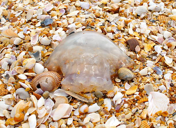 istock Jelly Fish on Coquina 510212884