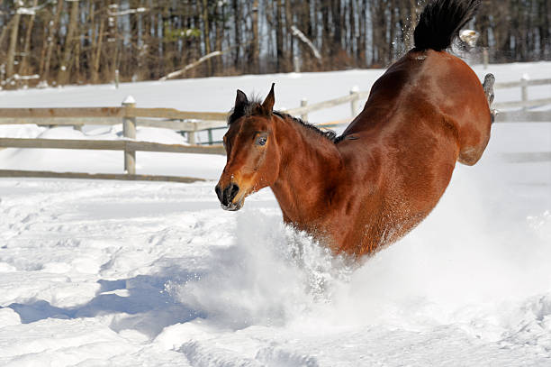 istock Horse Bucking Through Deep Snow, Showing Off in Excited Display 510213934