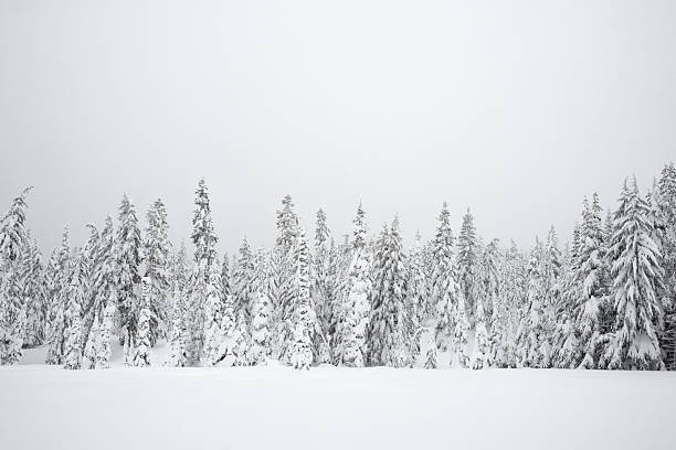 Snowy Wilderness stock photo