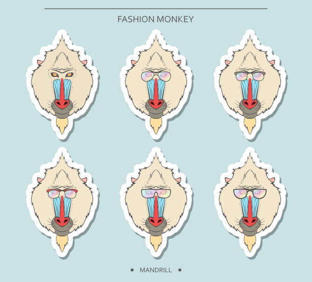 Isolated set monkey muzzles in linear style and different glasses Isolated stickers set of monkey muzzles in a linear style and in different glasses. Symbol of 2016 in the Chinese horoscope . Mandrill for design . Monkeys in hipster retro style. monkey head howler monkey stock illustrations