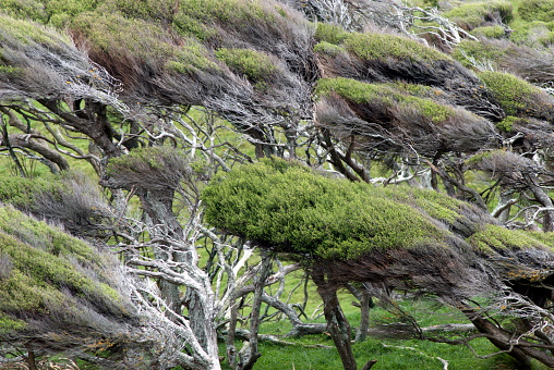 A close-up of a group of wind bent Kanuka trees.